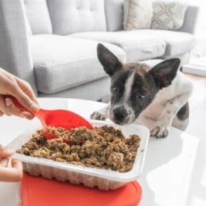 ollie subscription box