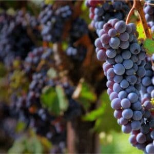 The California Wine Club2