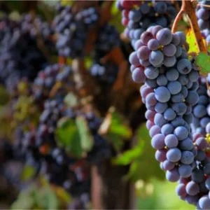 The California Wine Club2