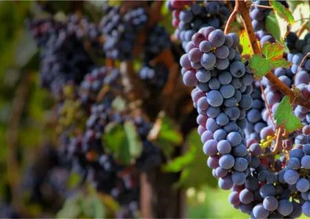 The California Wine Club2