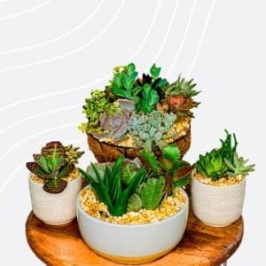 Plantboxs2
