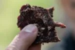 Really-Dead-Cow3