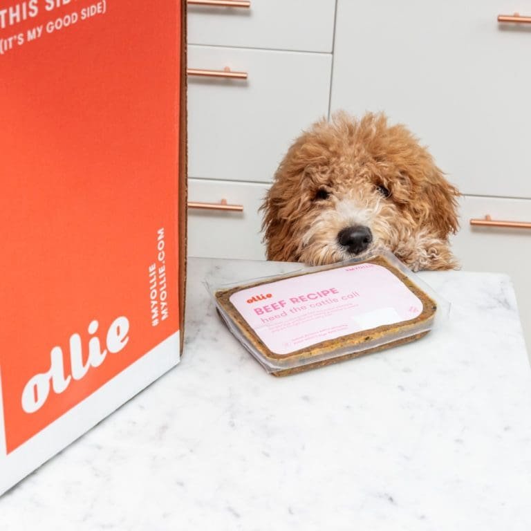 Ollie Dog Food Coupon Get 60 Off Your First Box! Subboxy