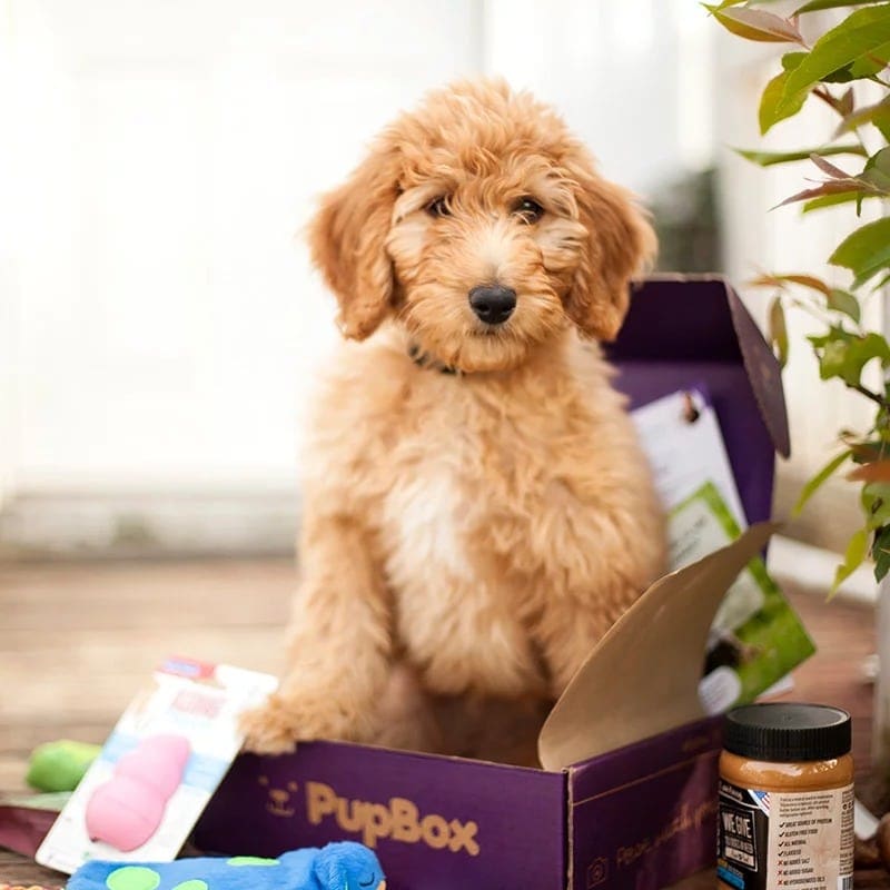 PupBox Birthday Boy Box Small 